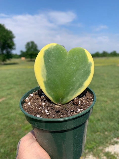 Hoya Kerrii variegated