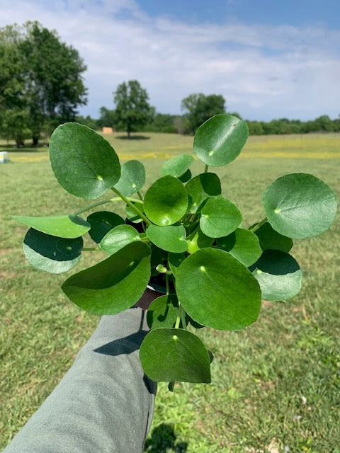 Pilea- Chinese Money Tree