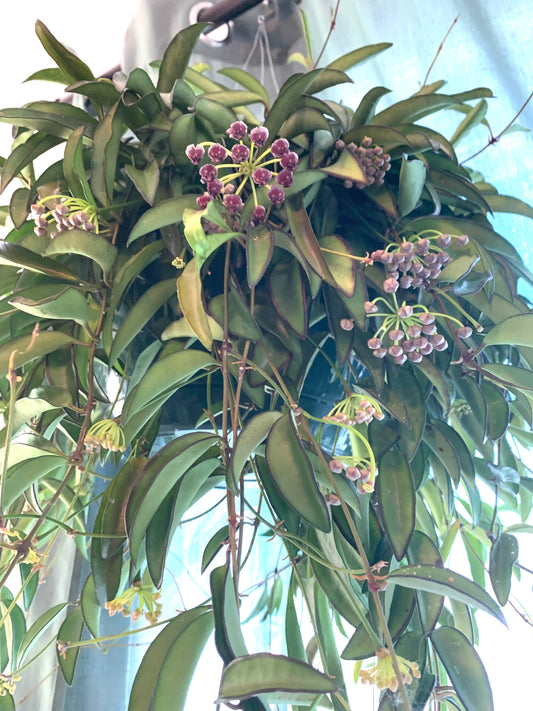 Hoya Wayetti