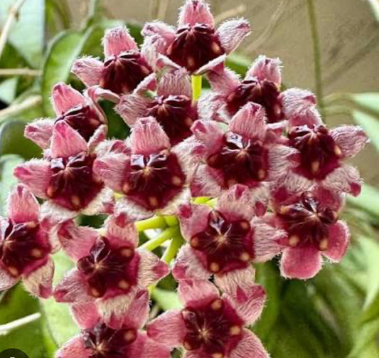 Hoya Wayetti