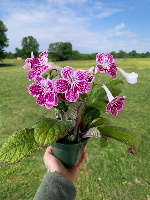 Cape Primrose