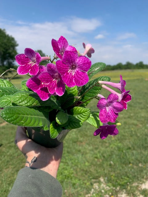 Cape Primrose