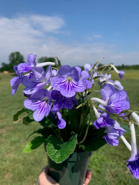 Cape Primrose