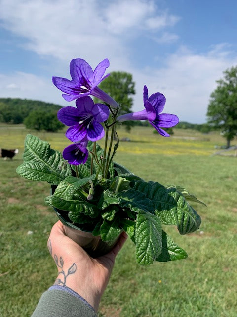 Cape Primrose