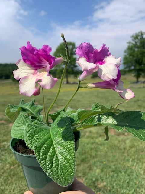 Cape Primrose