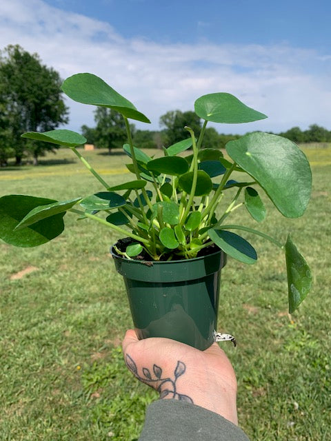 Pilea- Chinese Money Tree